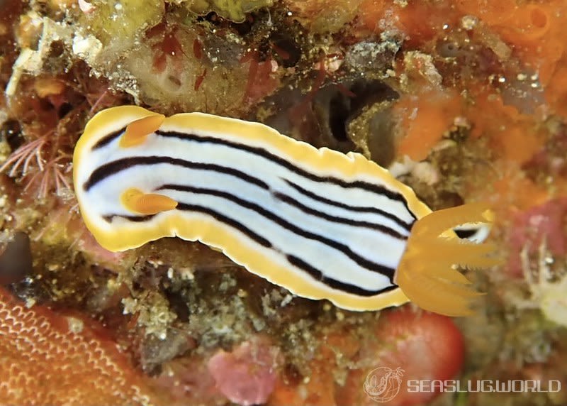 コールマンウミウシ Chromodoris colemani