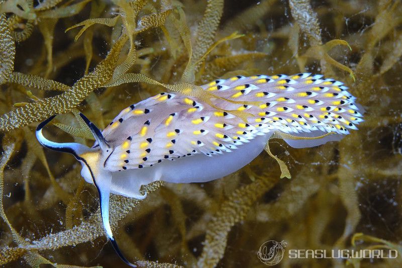 カスミミノウミウシ Cerberilla asamusiensis