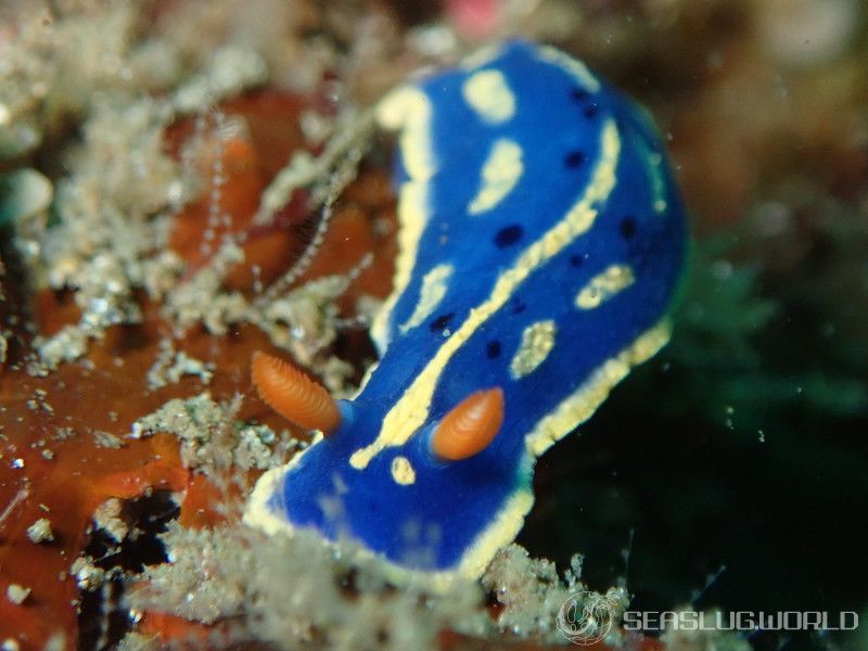 アオウミウシ Hypselodoris festiva