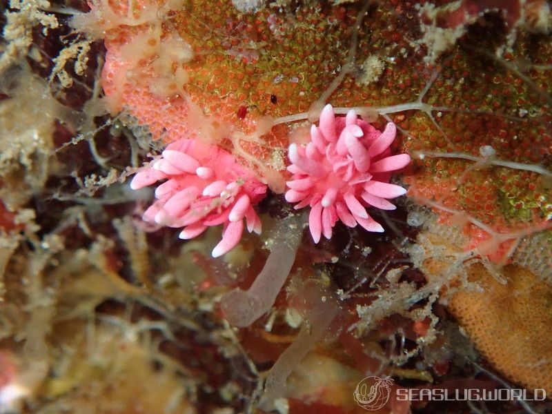 ヒロウミウシ Ceratodoris hiroi