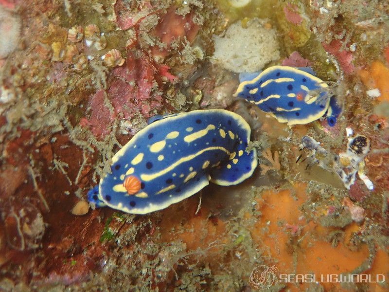 アオウミウシ Hypselodoris festiva