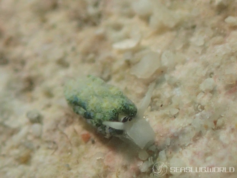 ネオンモウミウシ Costasiella fridae