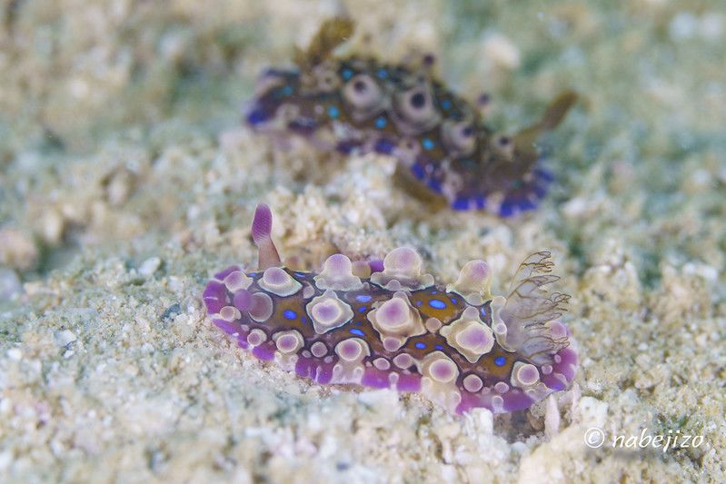 ミヤコウミウシ Dendrodoris krusensternii