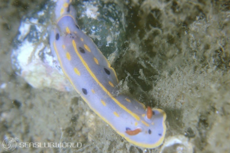 アオウミウシ Hypselodoris festiva