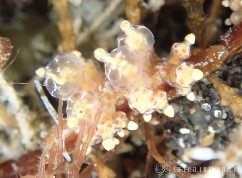 タマガワミノウミウシ Eubranchus cf. leopoldoi