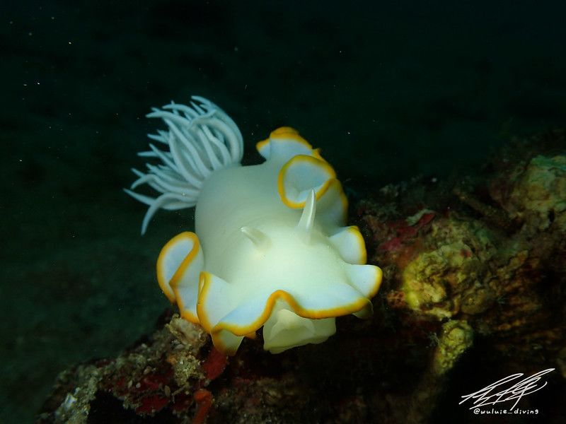 メレンゲウミウシ Ardeadoris egretta