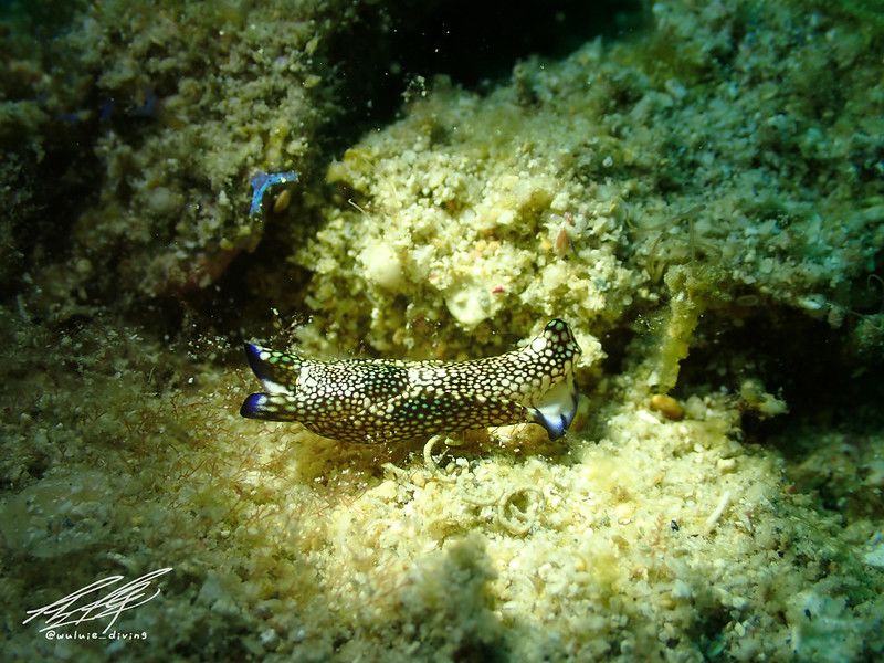 アミメキセワタ Tubulophilinopsis reticulata