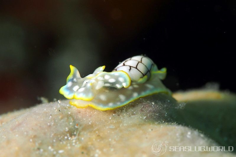 ワタユキシボリガイ Micromelo barbarae