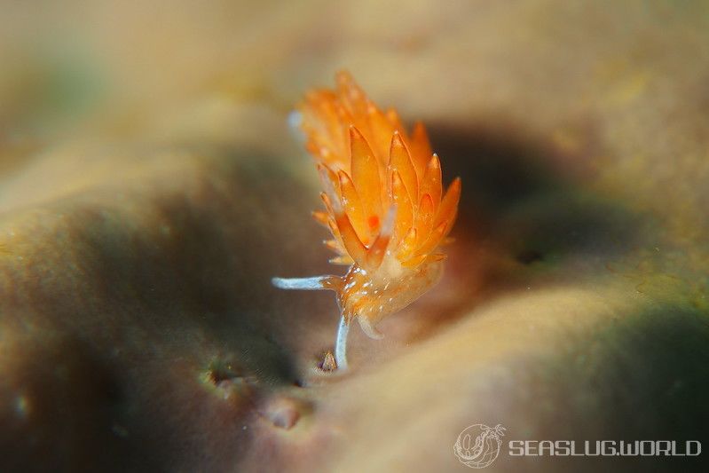 ホリミノウミウシ属の一種 26 Eubranchus sp.26