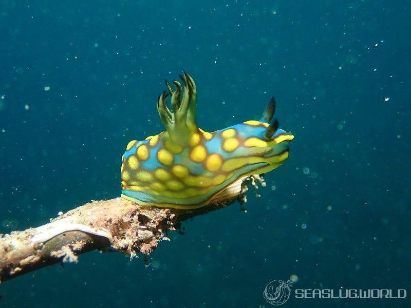 サガミリュウグウウミウシ Tambja sagamiana