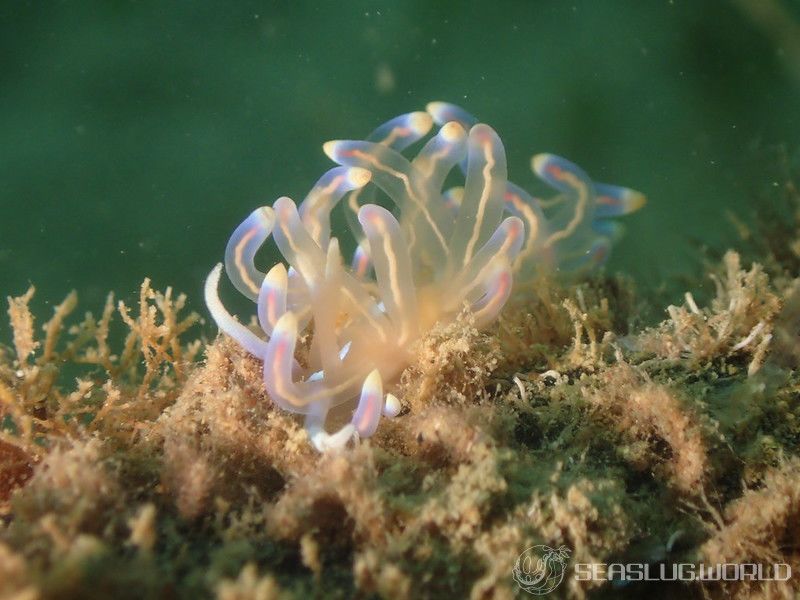 オパールミノウミウシ Phyllodesmium opalescens