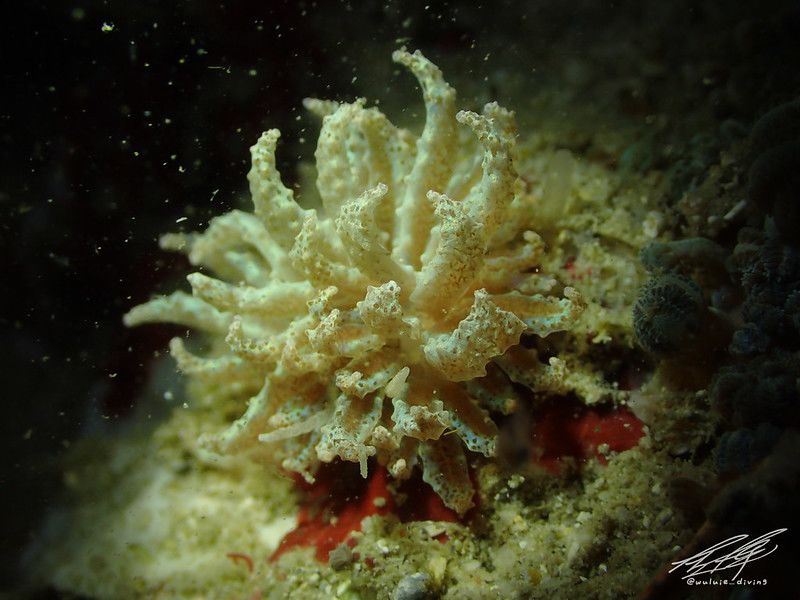 フィロデスミウム・クリプティクム Phyllodesmium crypticum