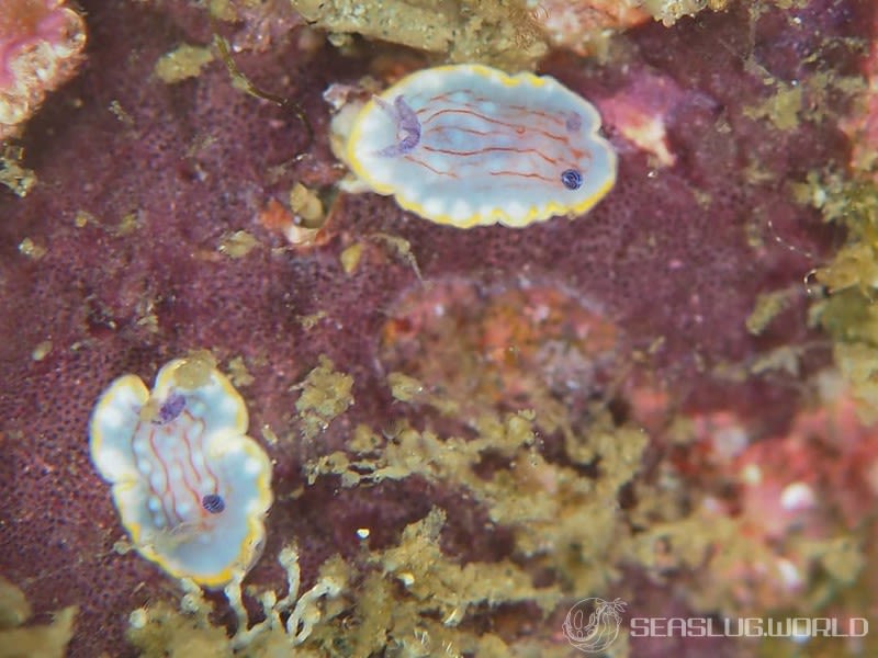 カトウイロウミウシ Goniobranchus katoi