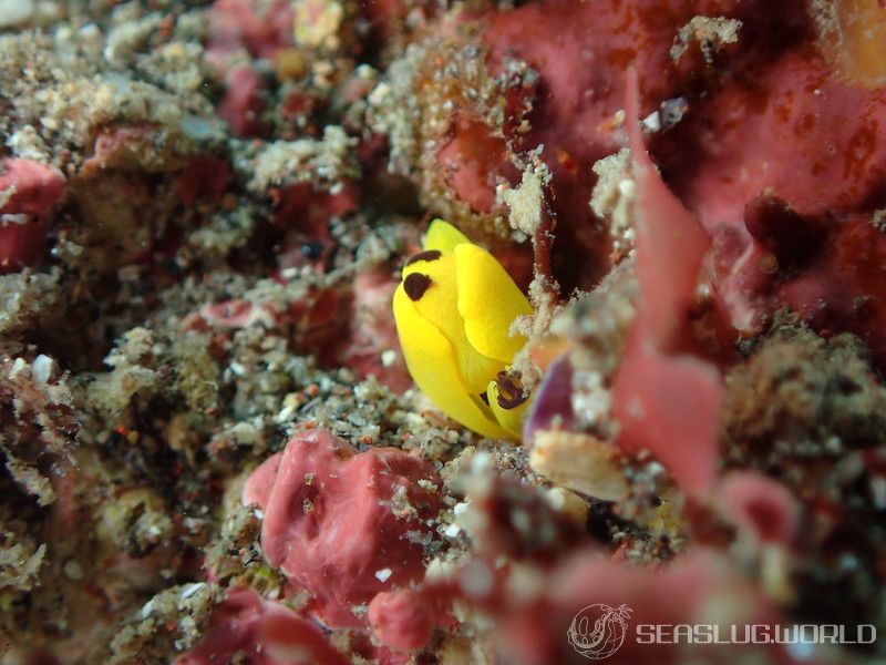 キイロウミコチョウ Siphopteron flavum