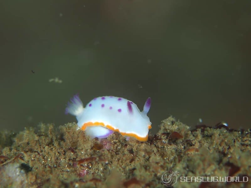 クリヤイロウミウシ Mexichromis mariei