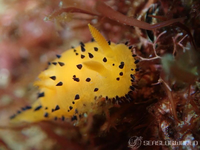 ヤグルマウミウシ Crimora lutea