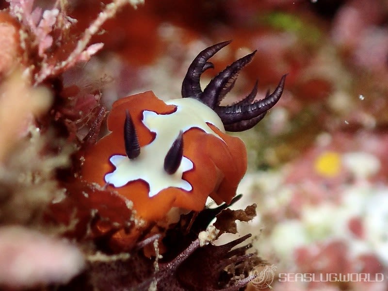 フジナミウミウシ Goniobranchus fidelis