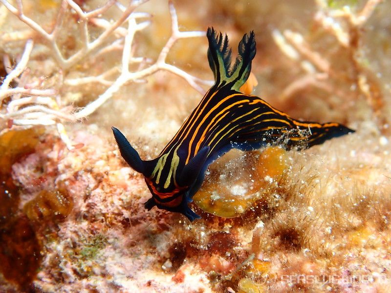 イシガキリュウグウウミウシ Tyrannodoris luteolineata