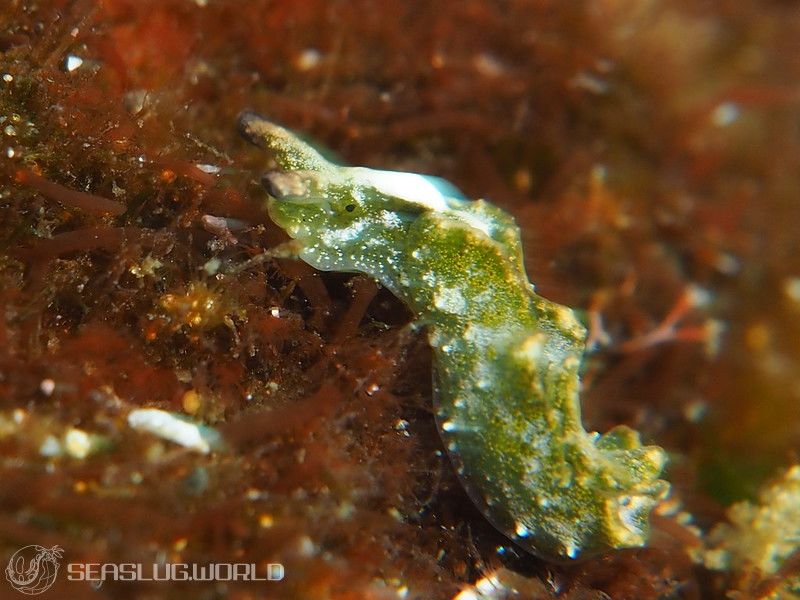 クロミドリガイ Elysia atroviridis