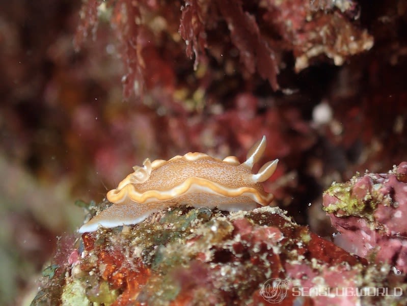 キャラメルウミウシ Glossodoris rufomarginata