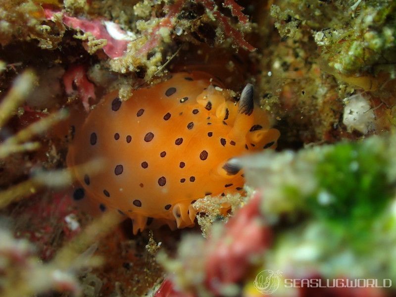 ヒメマダラウミウシ Dendrodoris guttata