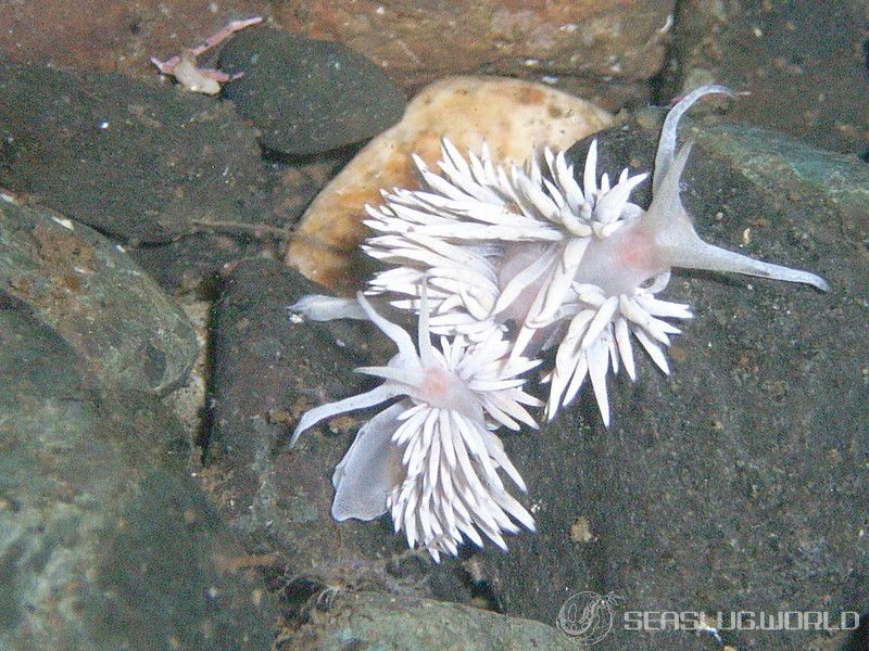 サクラミノウミウシ Sakuraeolis sakuracea