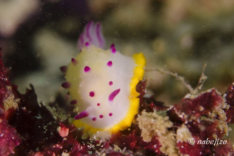 クリヤイロウミウシ Mexichromis mariei