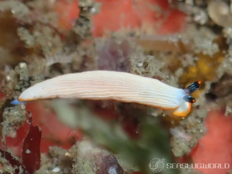 キシマオトメウミウシ Dermatobranchus albus