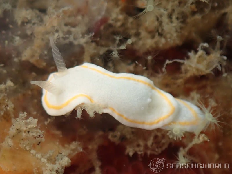 ミツイラメリウミウシ属の一種 2 Diaphorodoris sp. 2