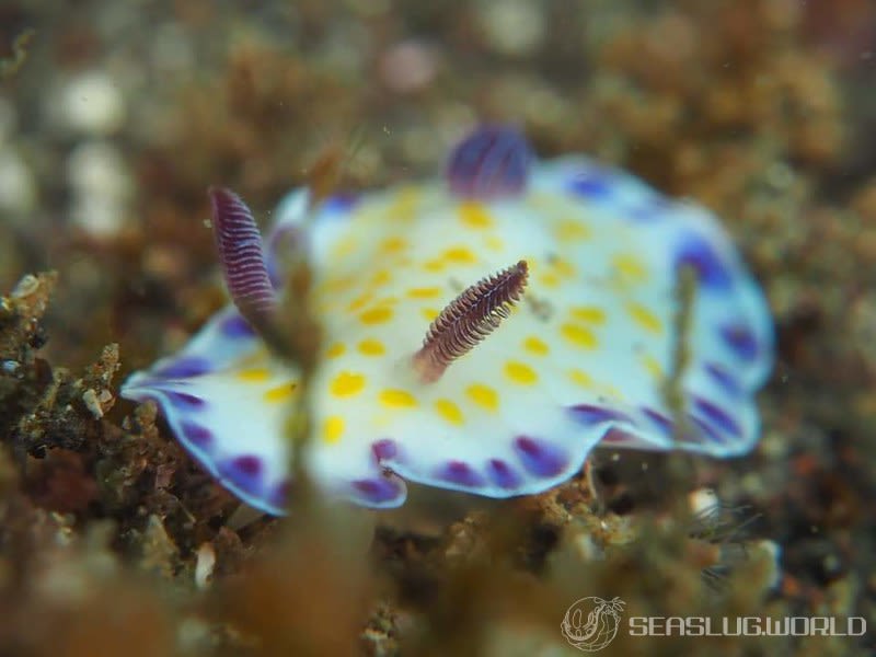 コモンウミウシ Goniobranchus aureopurpureus