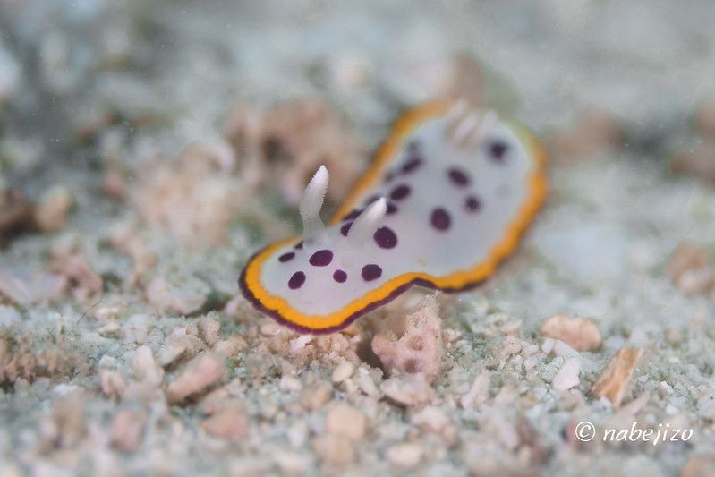 シラライロウミウシ Goniobranchus tumuliferus