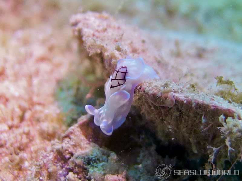 コンシボリガイ Micromelo guamensis