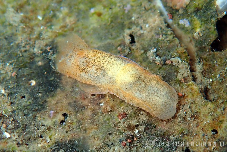 タソガレキセワタ Melanochlamys kohi