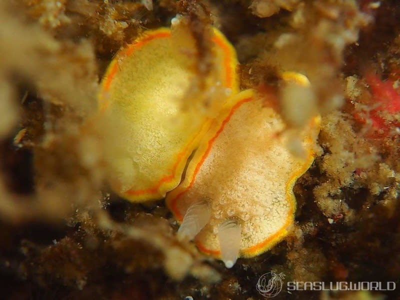 ミツイラメリウミウシ Diaphorodoris mitsuii