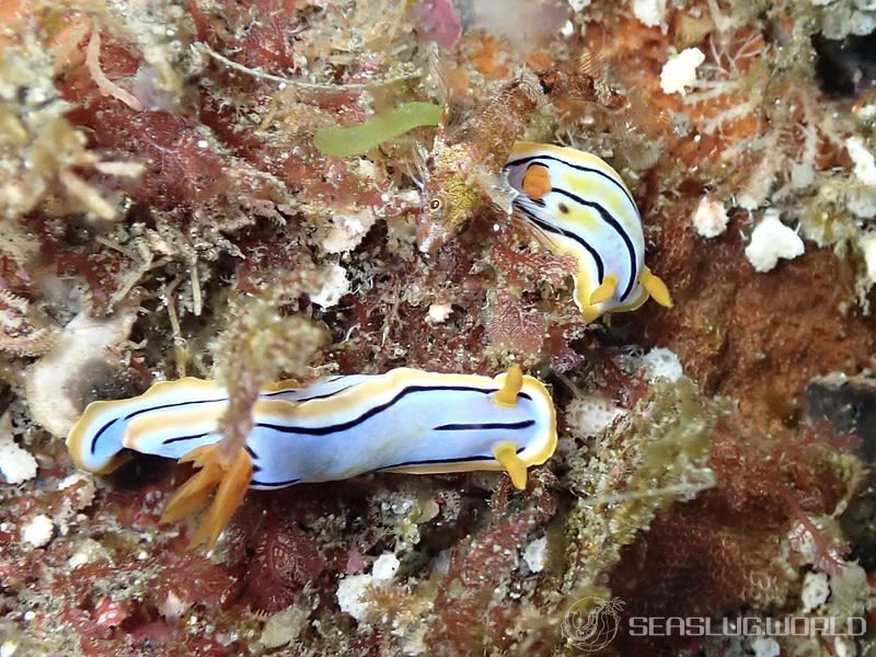 コールマンウミウシ Chromodoris colemani