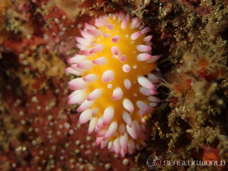 イガグリウミウシ Cadlinella ornatissima