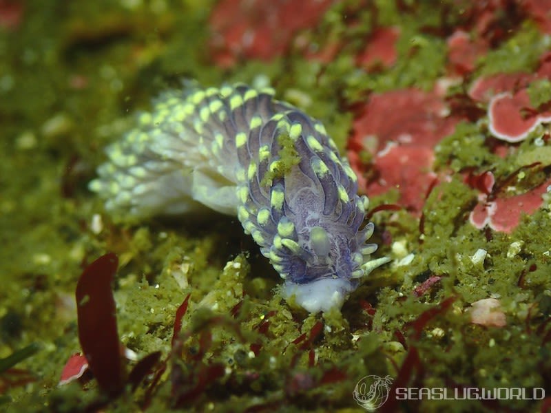 カスミミノウミウシ属の一種 5 Cerberilla sp. 5