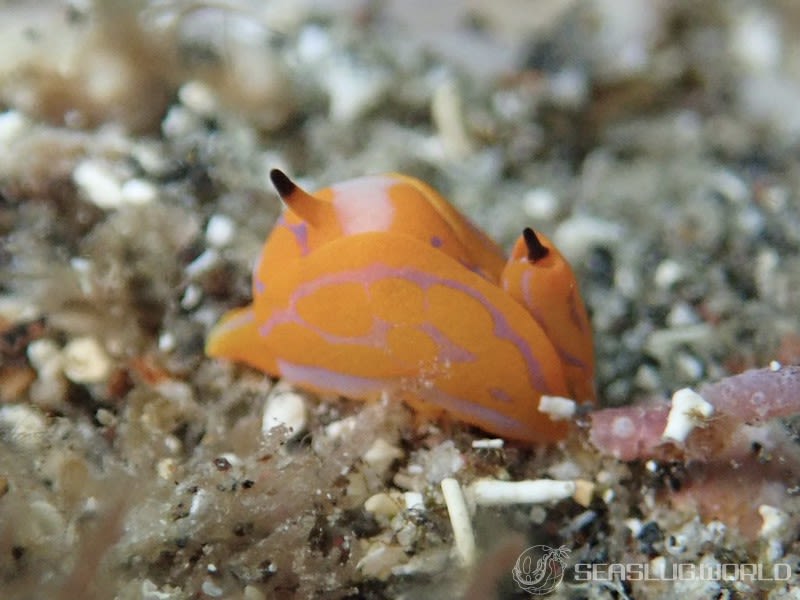 キマダラウミコチョウ Siphopteron tigrinum