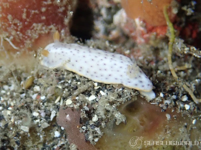 モンコウミウシ Chromodoris aspersa