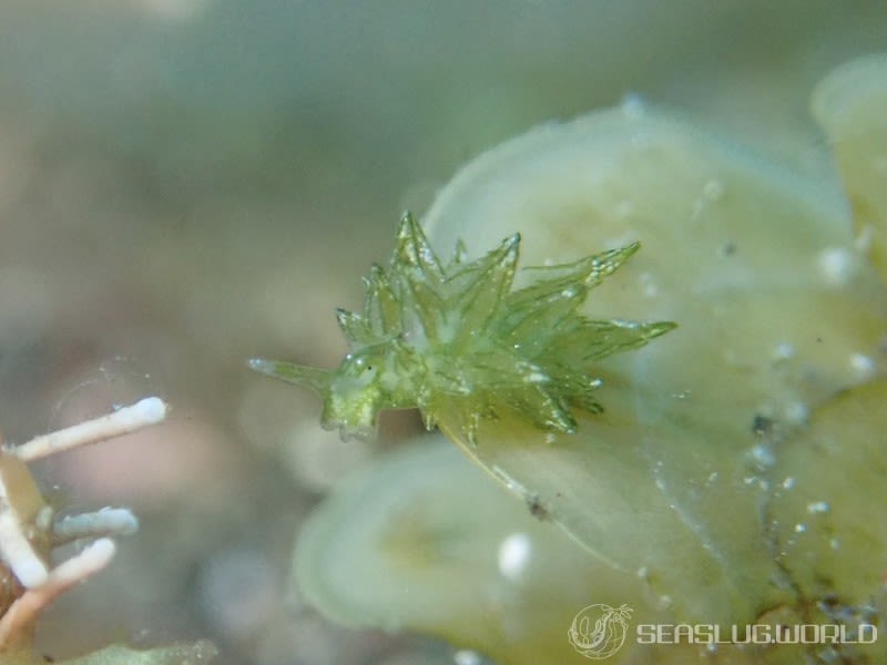 ウスミドリモウミウシ Ercolania subviridis