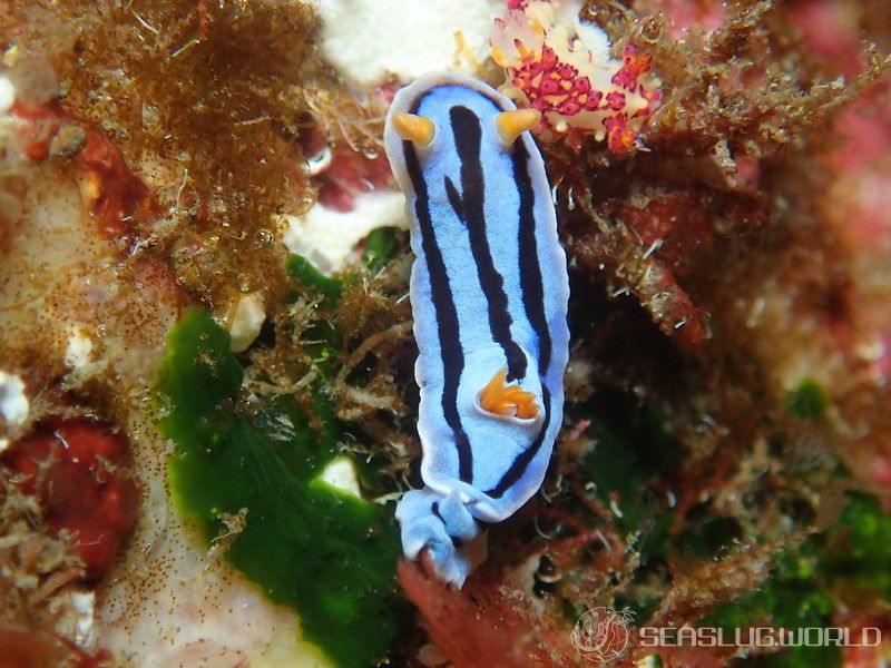 ミスジアオイロウミウシ Chromodoris lochi