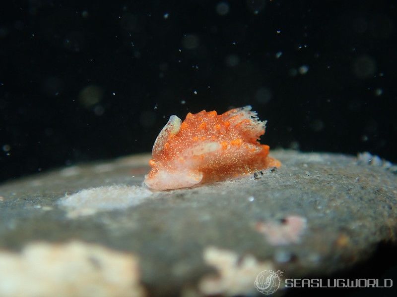 クロイバラウミウシ Okenia echinata