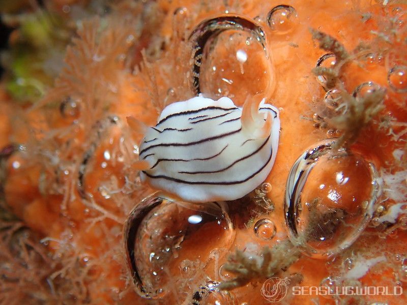 ホンノリイロウミウシ Chromodoris sp. 7