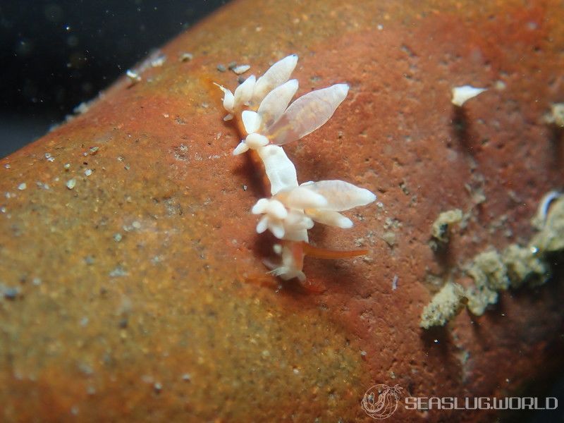 イナバミノウミウシ Eubranchus inabai