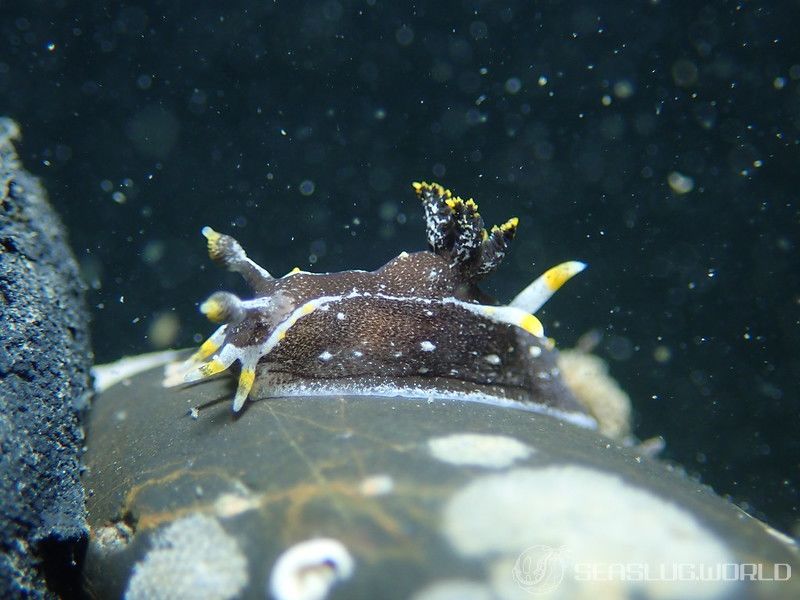 クロコソデウミウシ Polycera hedgpethi