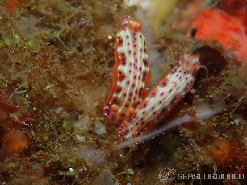 ニヨリセンテンイロウミウシ Hypselodoris maculosa