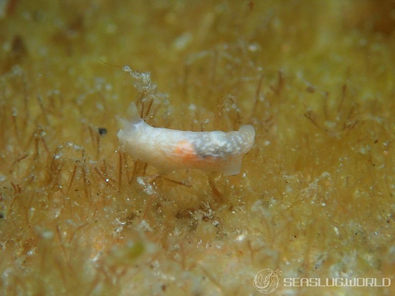 オキナワキヌハダウミウシ Gymnodoris okinawae