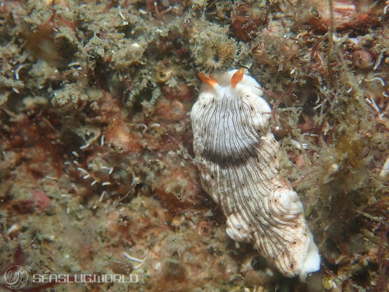 オトメウミウシ Dermatobranchus otome