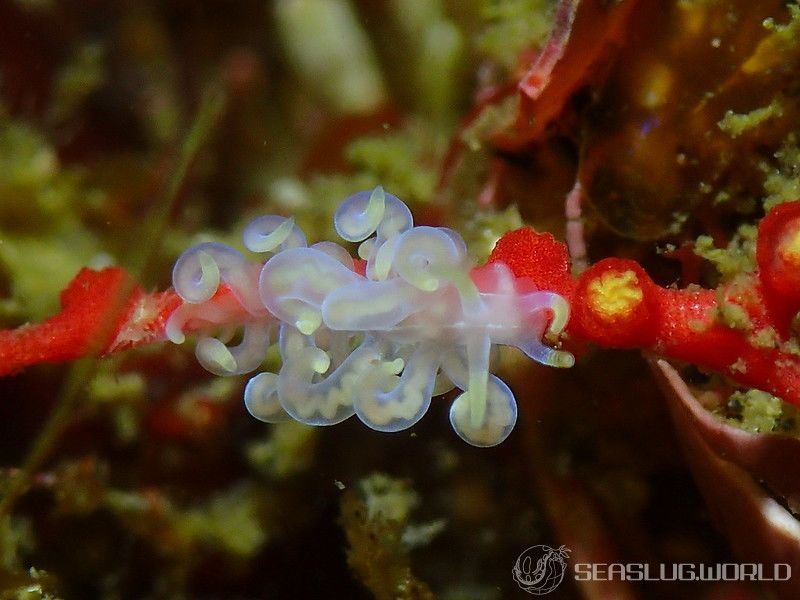 タオヤメミノウミウシ Phyllodesmium undulatum