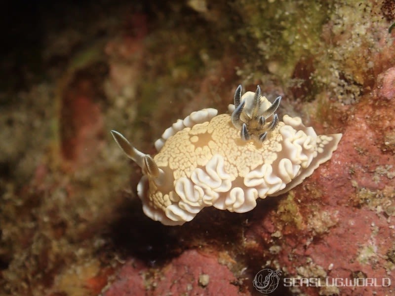 キンゴマイロウミウシ Ardeadoris tomsmithi